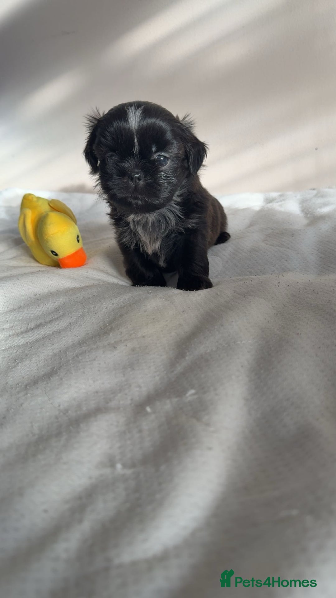 Shih Tzu dogs for sale: Tri-Colour KC Imperial Shih Tzu Puppies - Advert 18