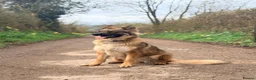 German Shepherd dogs for sale: Gentle 2 year old SPAYED German Shepherd in Exeter - Advert 5
