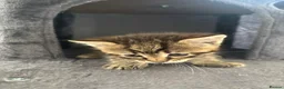 Mixed Breed cats for sale: Adorable Male & Female Kittens - Advert 10