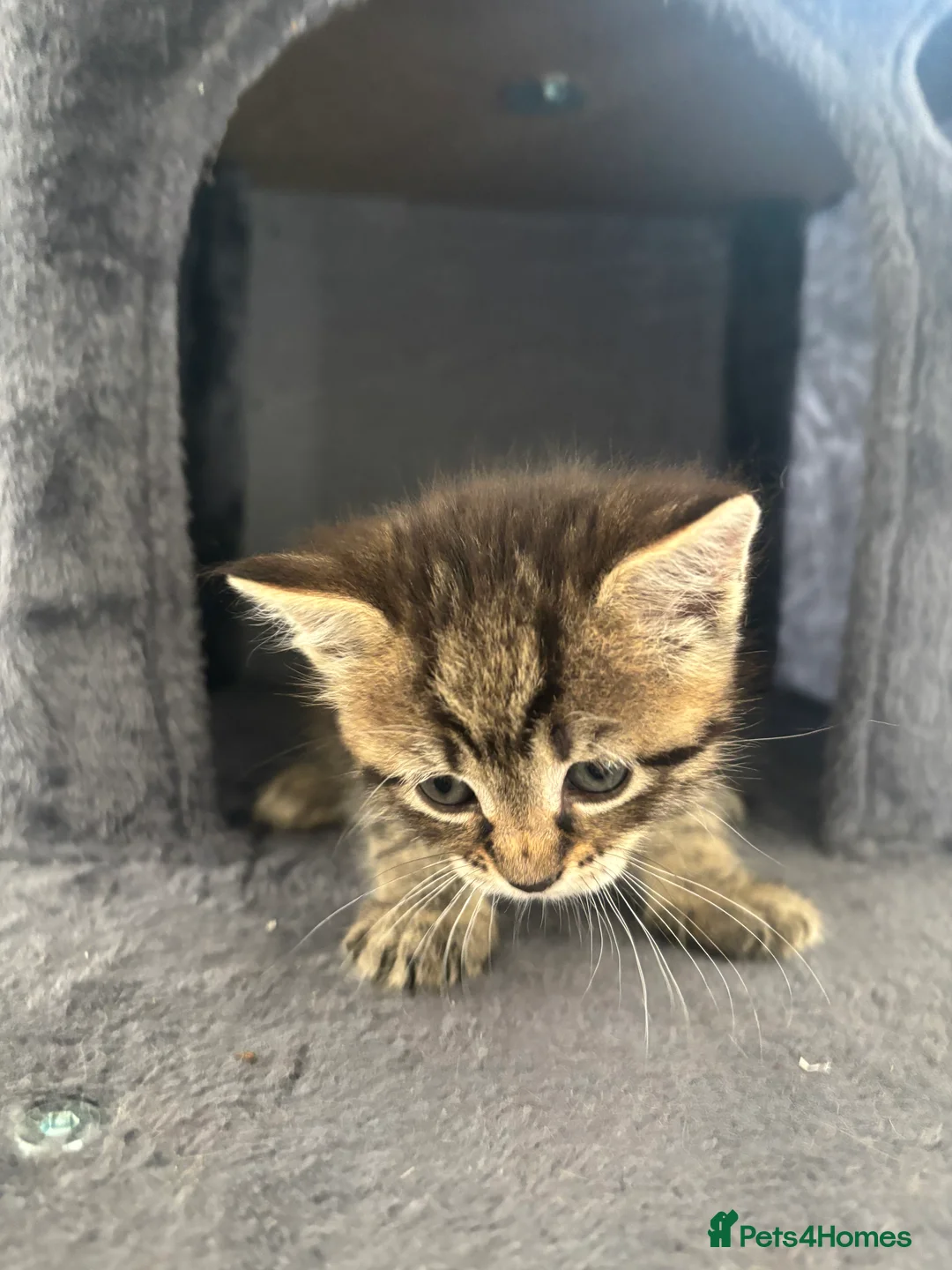 Mixed Breed cats for sale: Adorable Male & Female Kittens - Advert 10