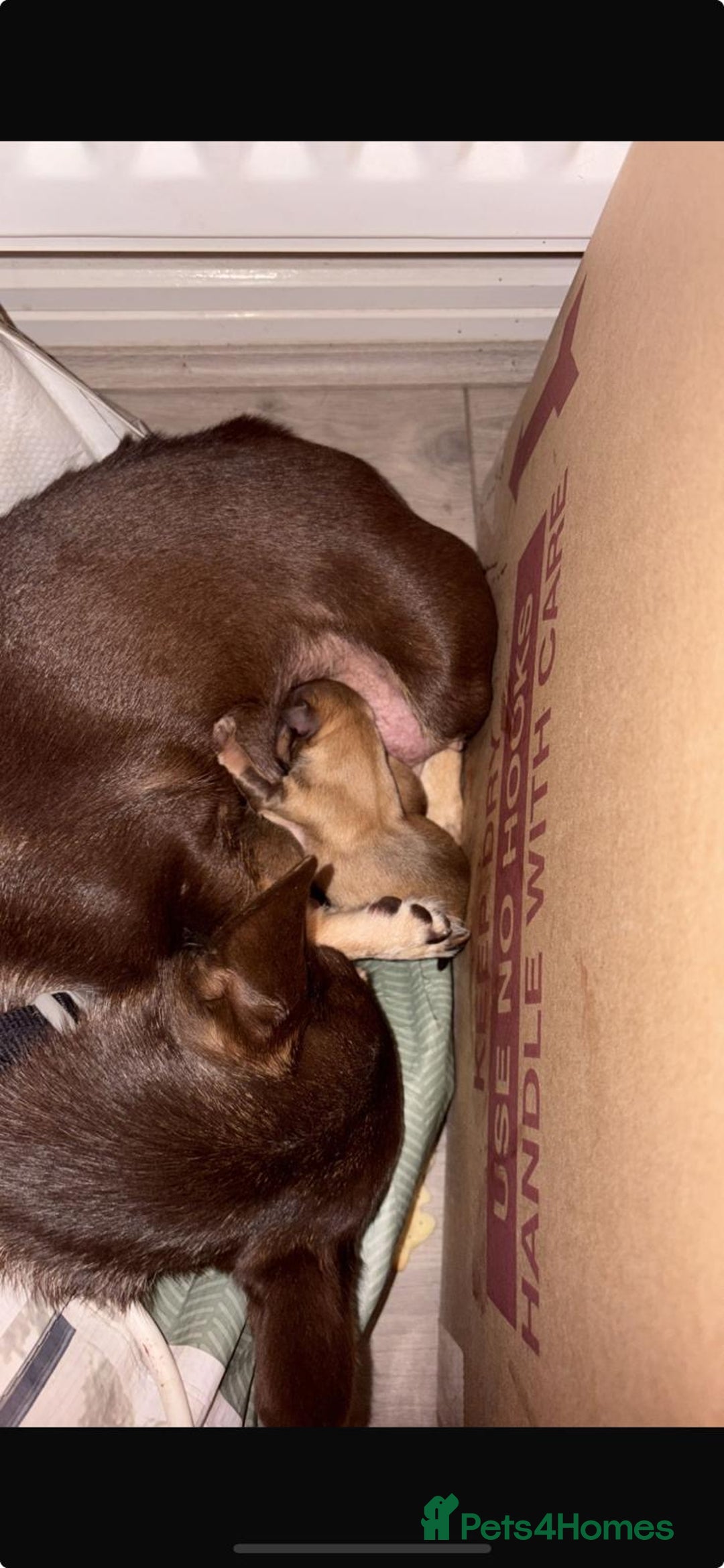 Mixed Breed dogs for sale: chihuahua mixed breed - Image 4