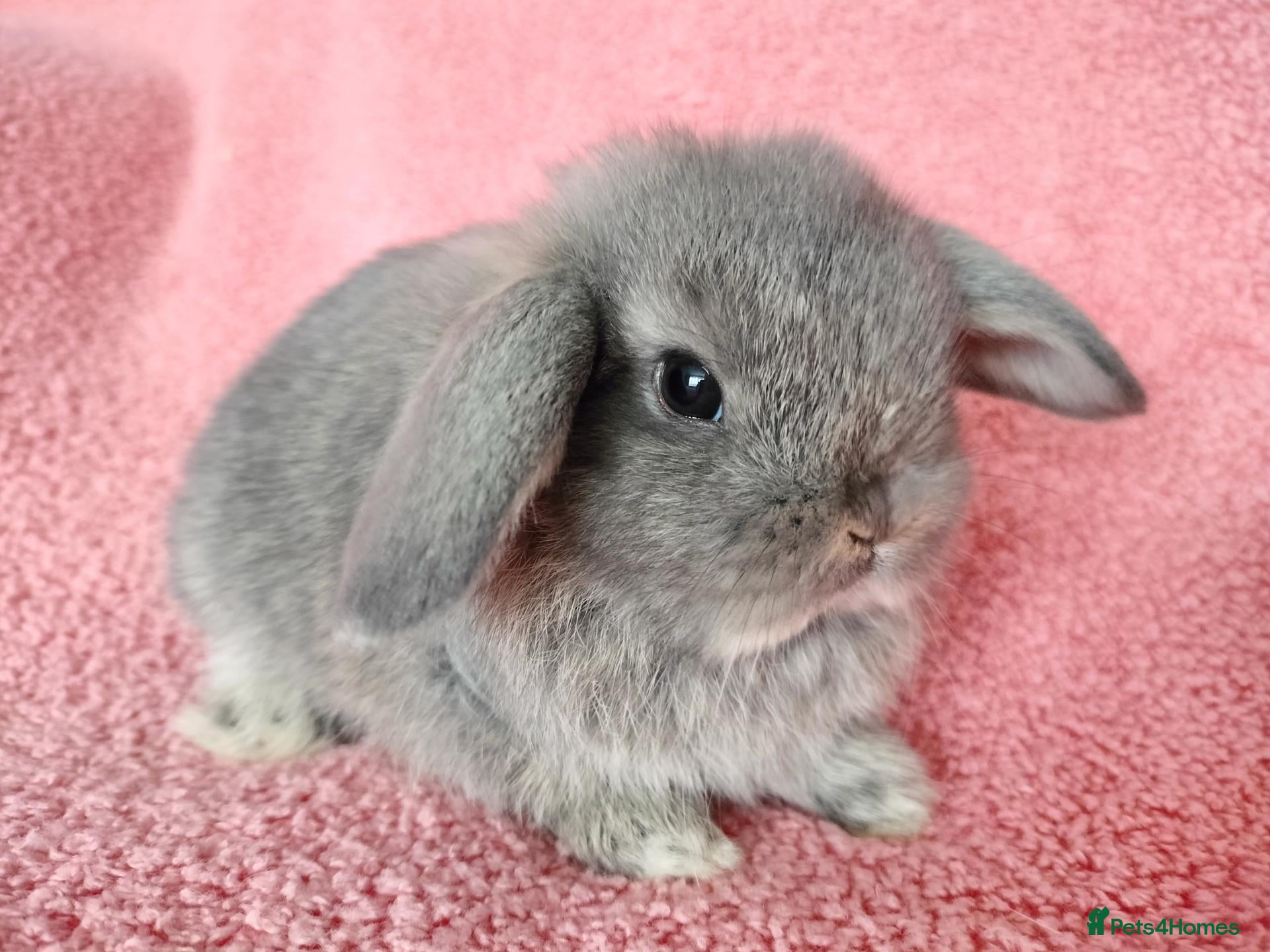 Mini Lop rabbits Baby mini lops for sale  - Advert 15