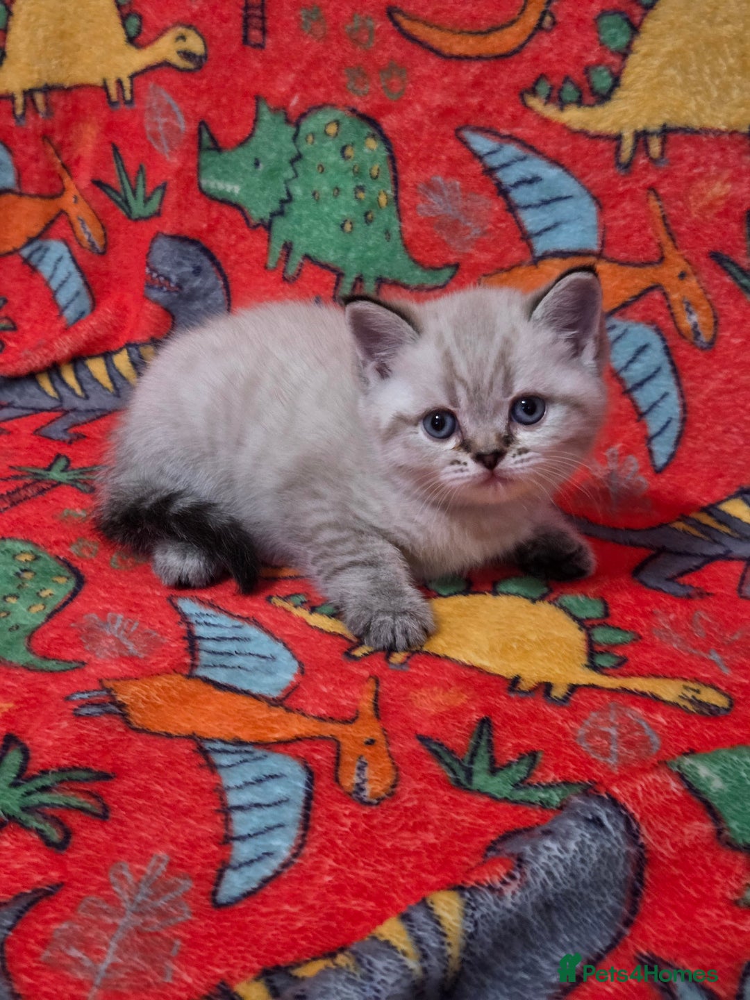 Scottish Fold cats for sale: Scottish Fold/Straight Kittens For Sale  - Image 18