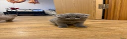 British Shorthair cats for sale: 4 beautiful British shorthair kittens - Advert 7