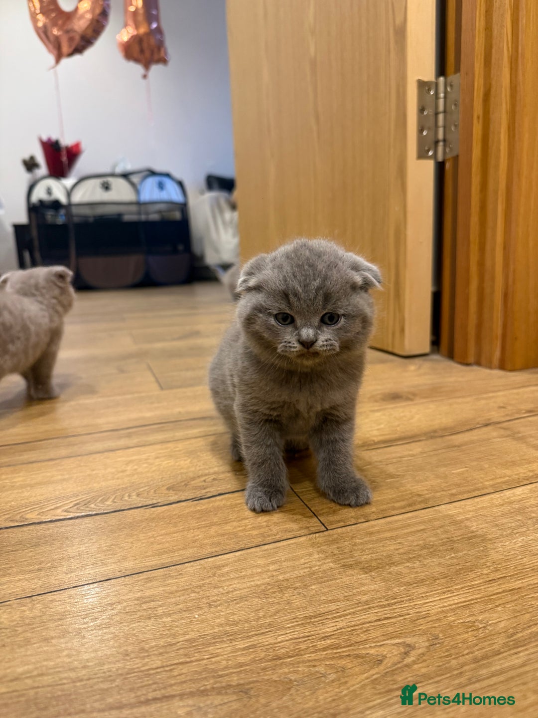 British Shorthair cats for sale: 4 beautiful British shorthair kittens - Advert 7