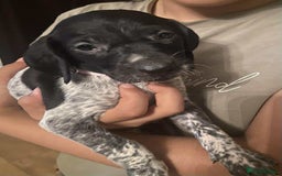 German Shorthaired Pointer dogs for sale: Stunning Litter of GSP puppies - Image 2