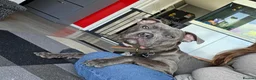 Staffordshire Bull Terrier dogs for sale: Rocco - Advert 18