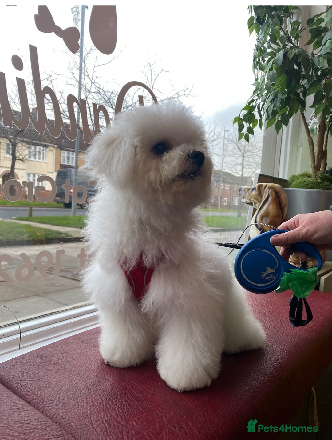 Bichon Frise dogs for stud: For stud only - Image 2