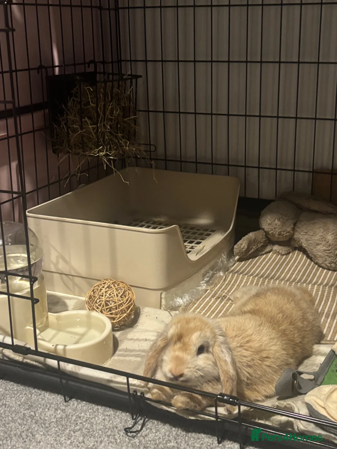 Mini Lop rabbits for sale: Mini lop rabbit  - Advert 2