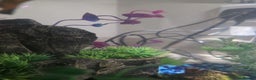 Mollies fish for sale: Christmas guppies for sale - Advert 5