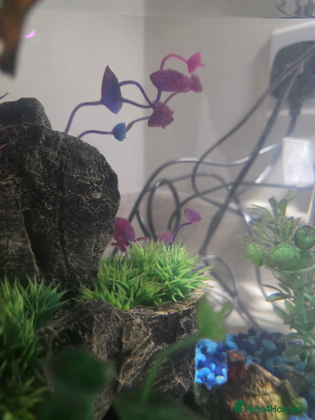Mollies fish for sale: Christmas guppies for sale - Advert 5