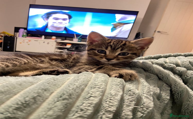 European cats Little Tabby Boy Looking for His Forever Home❤️ - Advert 1