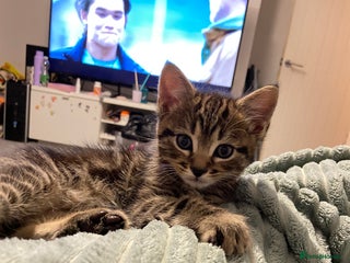 European cats Little Tabby Boy Looking for His Forever Home❤️ - Advert 1