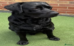 Labrador Retriever dogs for stud: Labrador black - Image 2