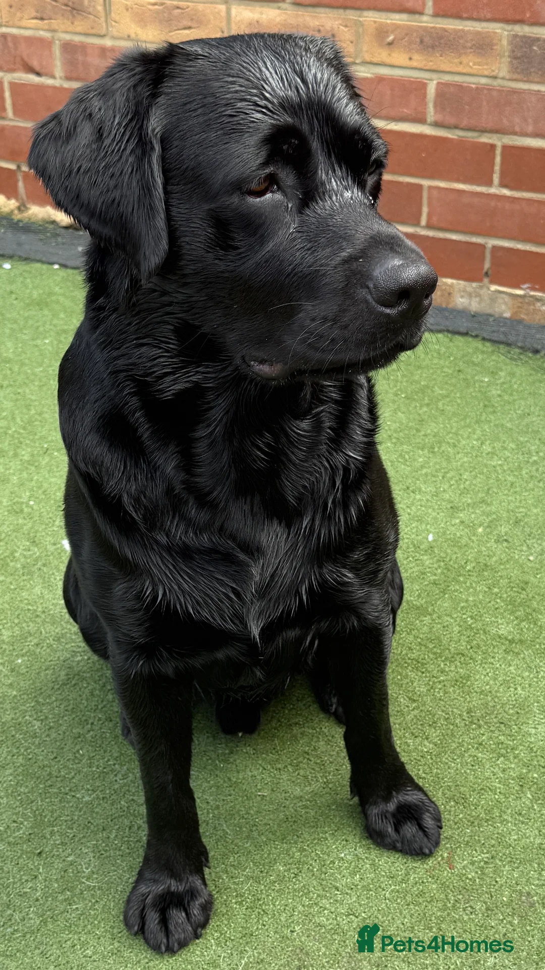 Labrador Retriever dogs for stud: Labrador black - Advert 2