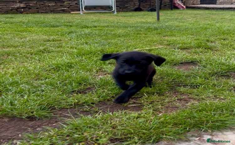 Labrador Retriever dogs - Advert 5
