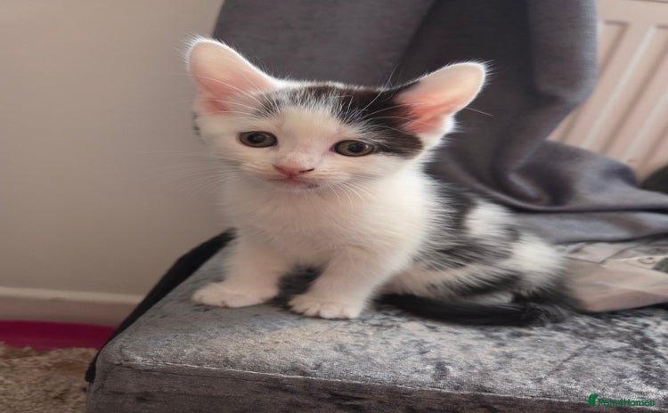 Mixed Breed cats - Advert 5