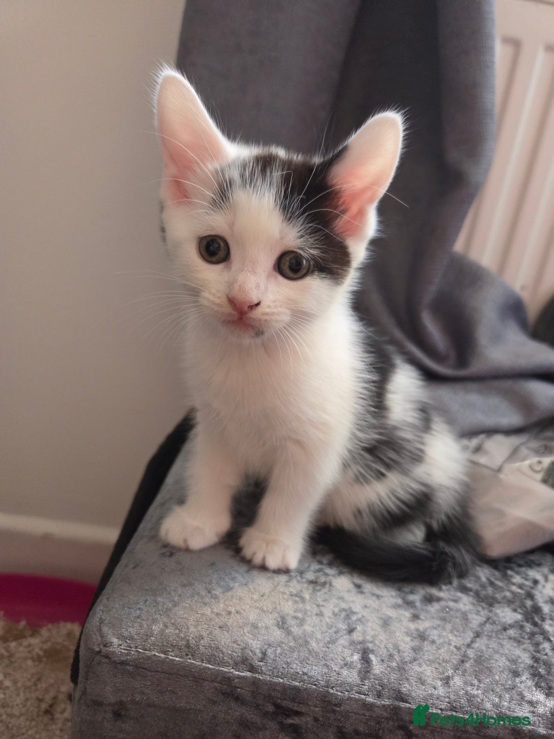 Mixed Breed cats for sale: 3 beautiful friendly females  - Image 1