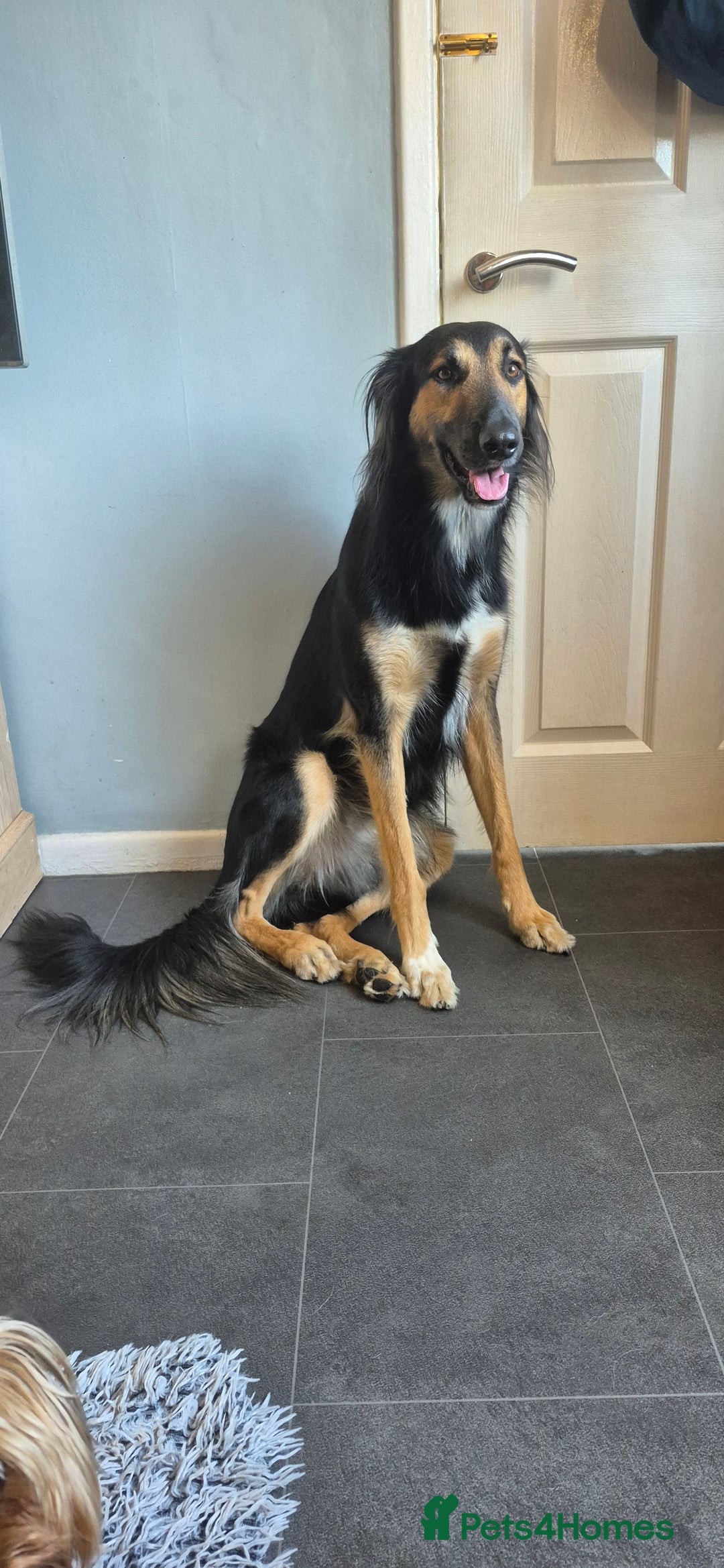 Greyhound dogs for stud: Saluki/greyhound or grey/German shepherd  - Image 9