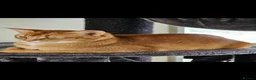 Abyssinian cats for sale: Abyssinian kittens - Advert 14