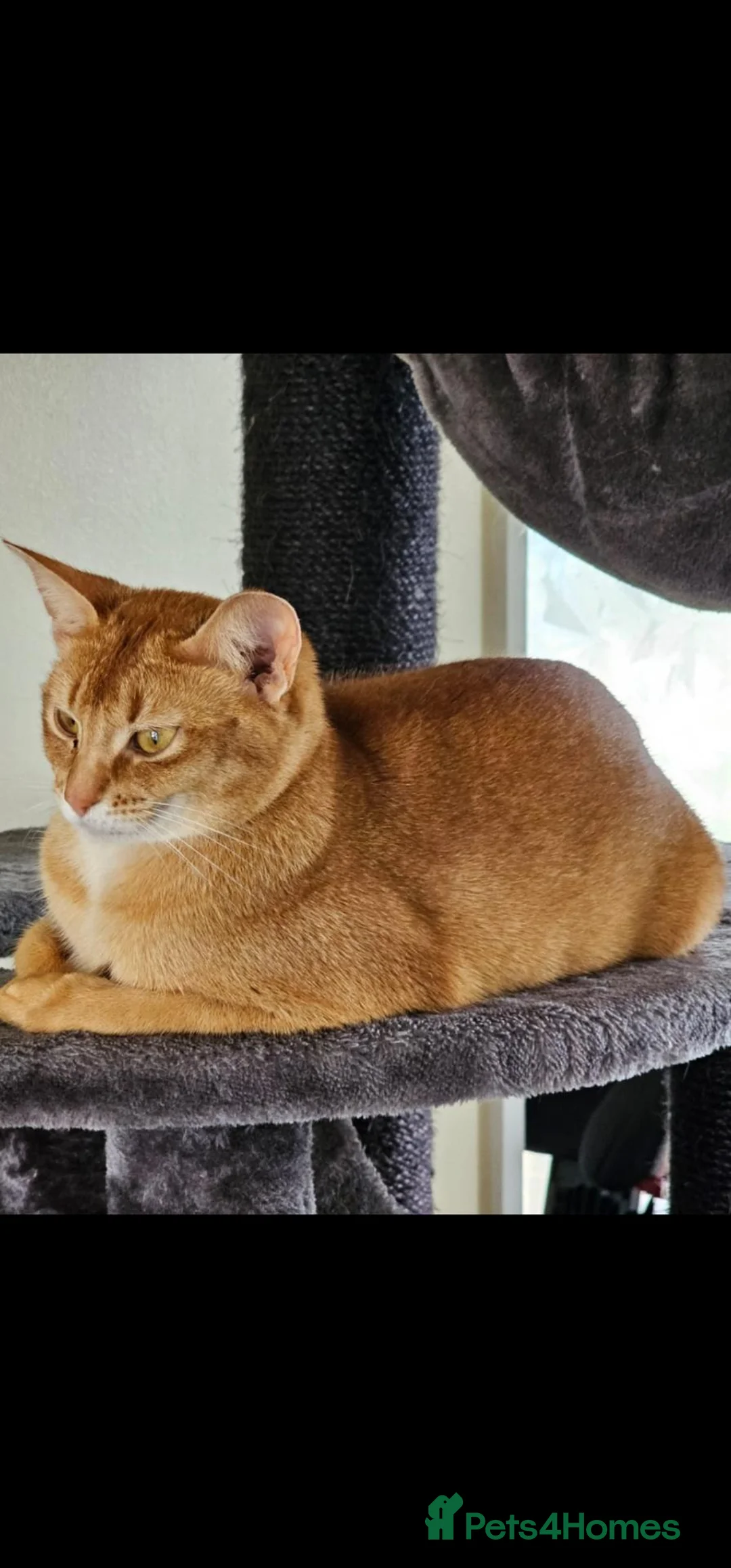 Abyssinian cats for sale: Abyssinian kittens - Advert 14