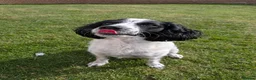English Springer Spaniel dogs for adoption: Dottie - Advert 5