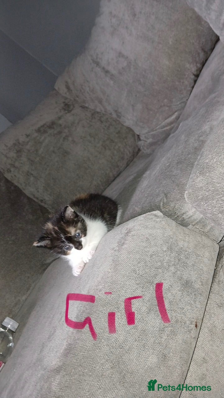 Mixed Breed cats Kittens for sale - Advert 10