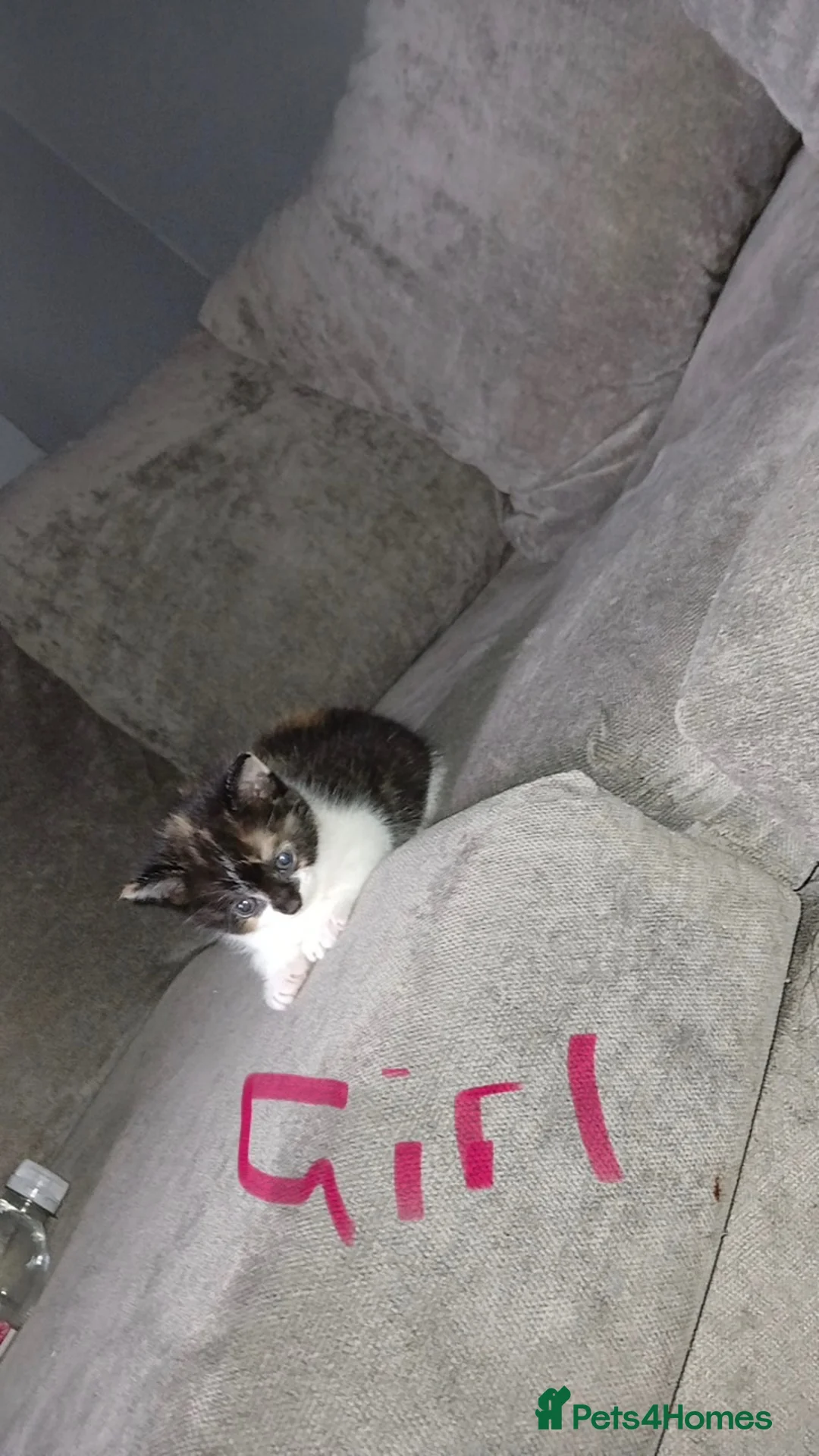 Mixed Breed cats for sale: Kittens for sale in Blackburn - Advert 1