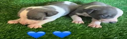 Whippet dogs for sale: ✨ EXCEPTIONAL PEDIGREE WHIPPETS  - Advert 13