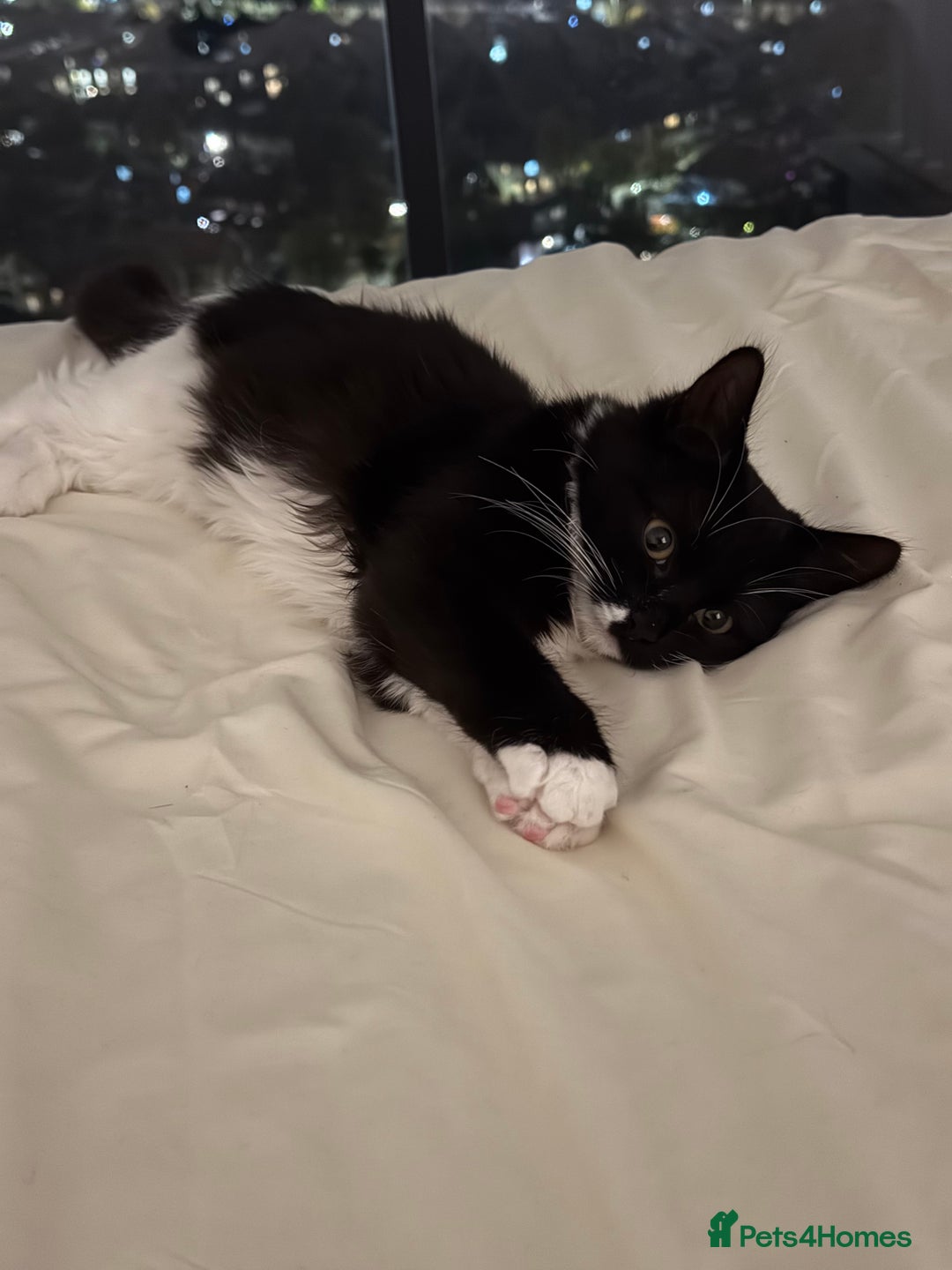 British Shorthair cats for sale: kitten for sale  - Advert 4