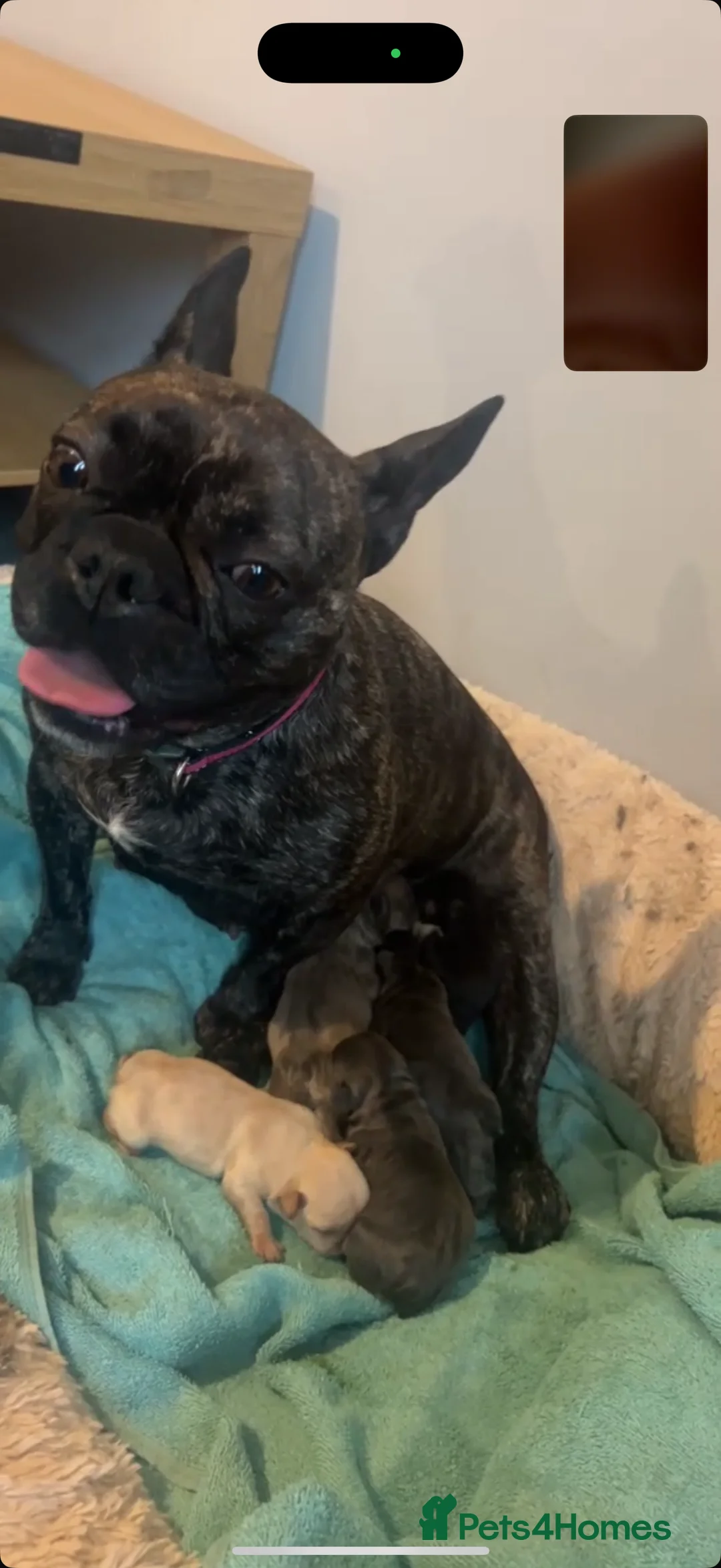 French Bulldog dogs for sale: French Bulldog Puppies - Advert 16