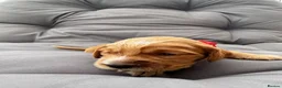 Cocker Spaniel dogs for sale: Beautiful Cocker spaniels puppies in Bristol in Bristol - Advert 9