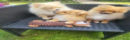 Pomeranian dogs for sale: Pomeranian Puppies looking for a new home - Advert 4