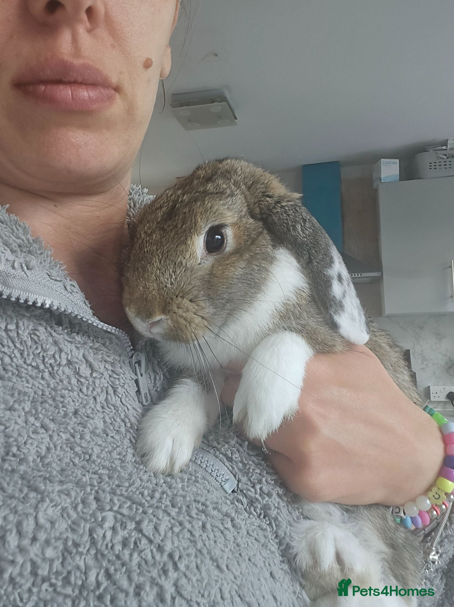 Mixed Breed rabbits Mixed break rabbit - Advert 2