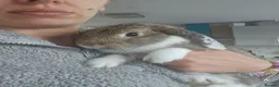 Mixed Breed rabbits for sale: Mixed break rabbit in Chesterfield - Advert 1
