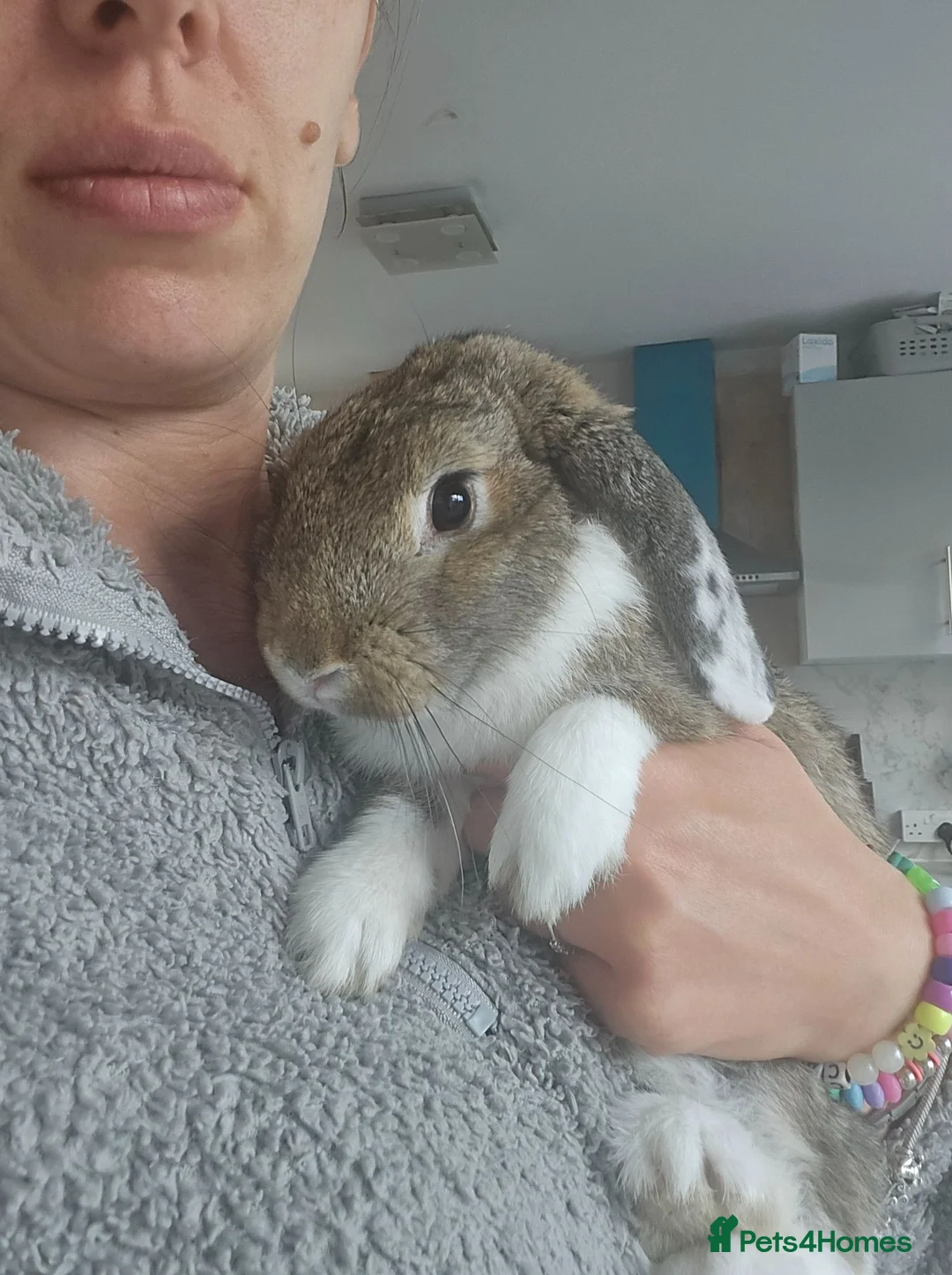 Mixed Breed rabbits for sale: Mixed break rabbit in Chesterfield - Advert 1