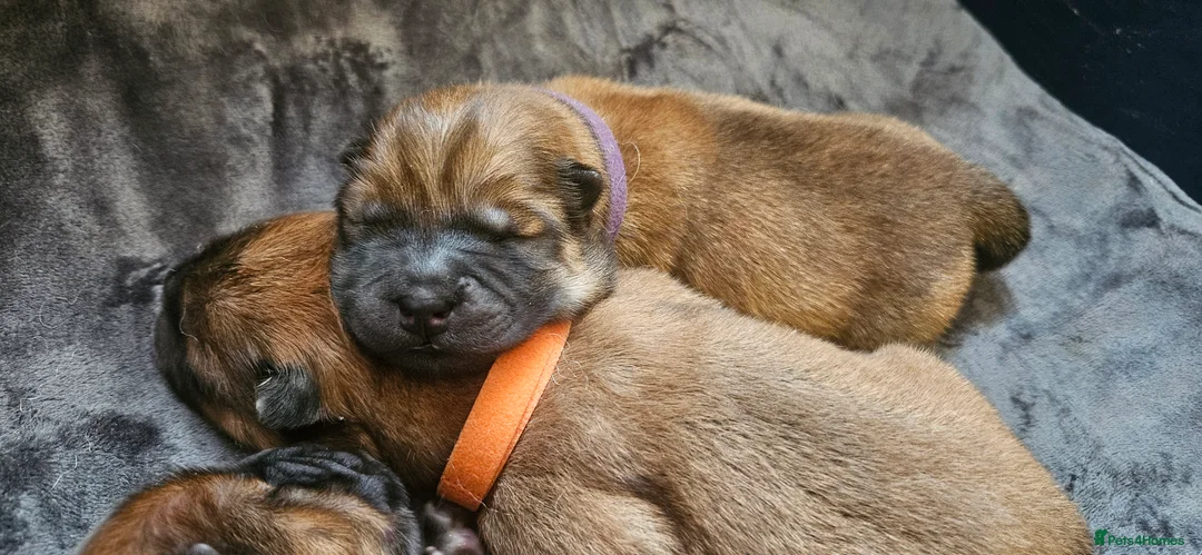 Chow Chow dogs for sale: Kc registered Chow chow puppies  - Advert 12