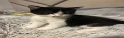 British Shorthair cats for sale:     4 Beautiful British Shorthair Cross Kittens - Advert 26