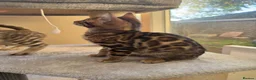 Bengal cats for sale: TICA 🔥 Pedigree health tested 🐾 Bengal Kittens  - Advert 24