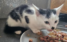 Mixed Breed cats for sale: Adorable Black & White siblings  - Image 3