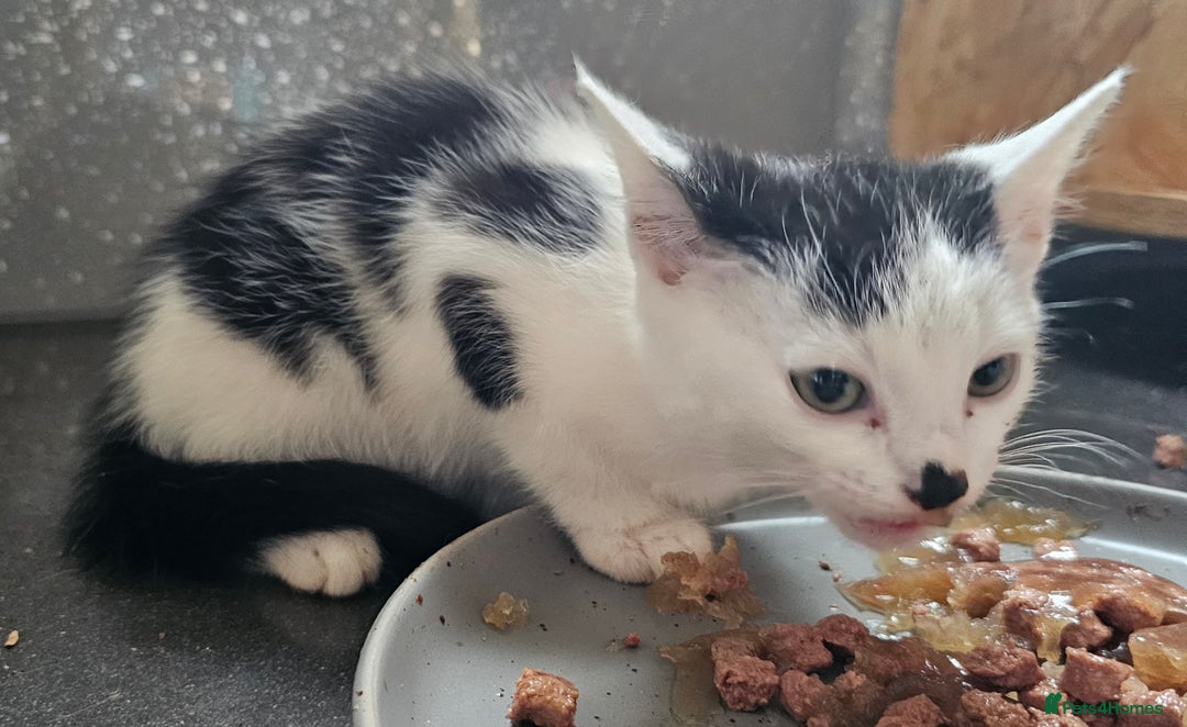 Mixed Breed cats for sale: Adorable Black & White siblings  - Image 3