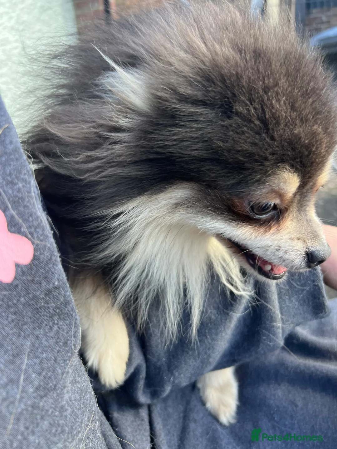 Pomeranian dogs for sale: KC Reg Blue Pomeranian  in Ipswich - Advert 5