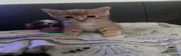 British Shorthair cats for sale: Four Ginger Babies looking for Homes in Maidstone - Advert 2