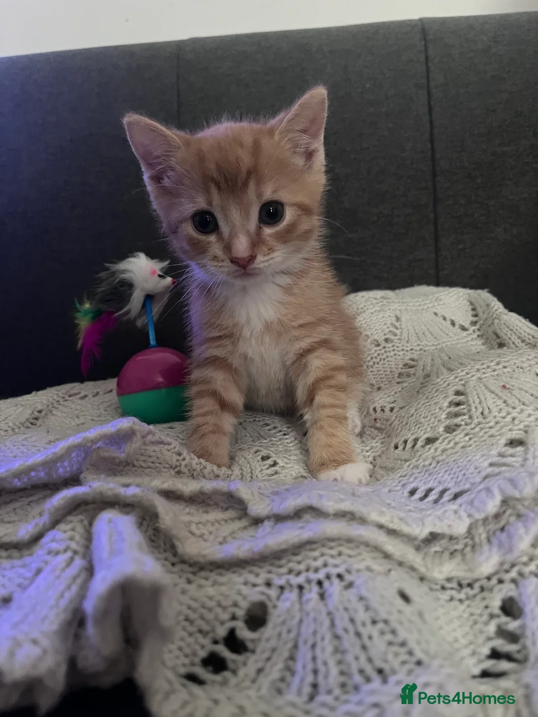 British Shorthair cats for sale: Four Ginger Babies looking for Homes in Maidstone - Advert 2
