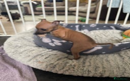Italian Greyhound dogs for sale: Ready from next week Little Italian Greyhound pups - Image 19