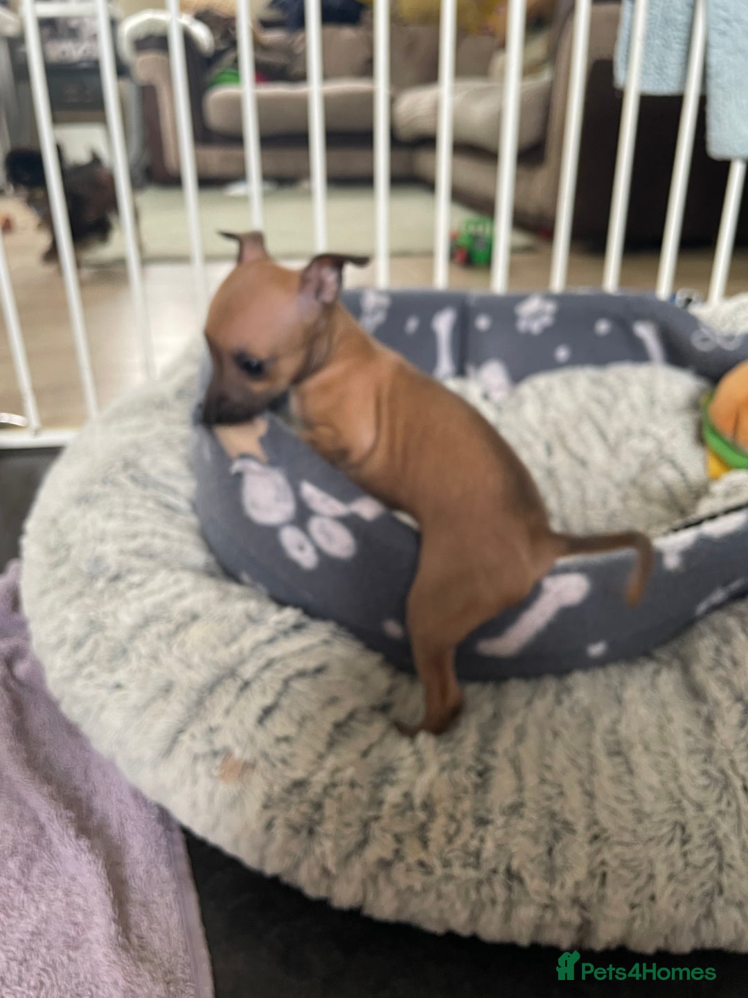 Italian Greyhound dogs for sale: Ready from next week Little Italian Greyhound pups - Image 19