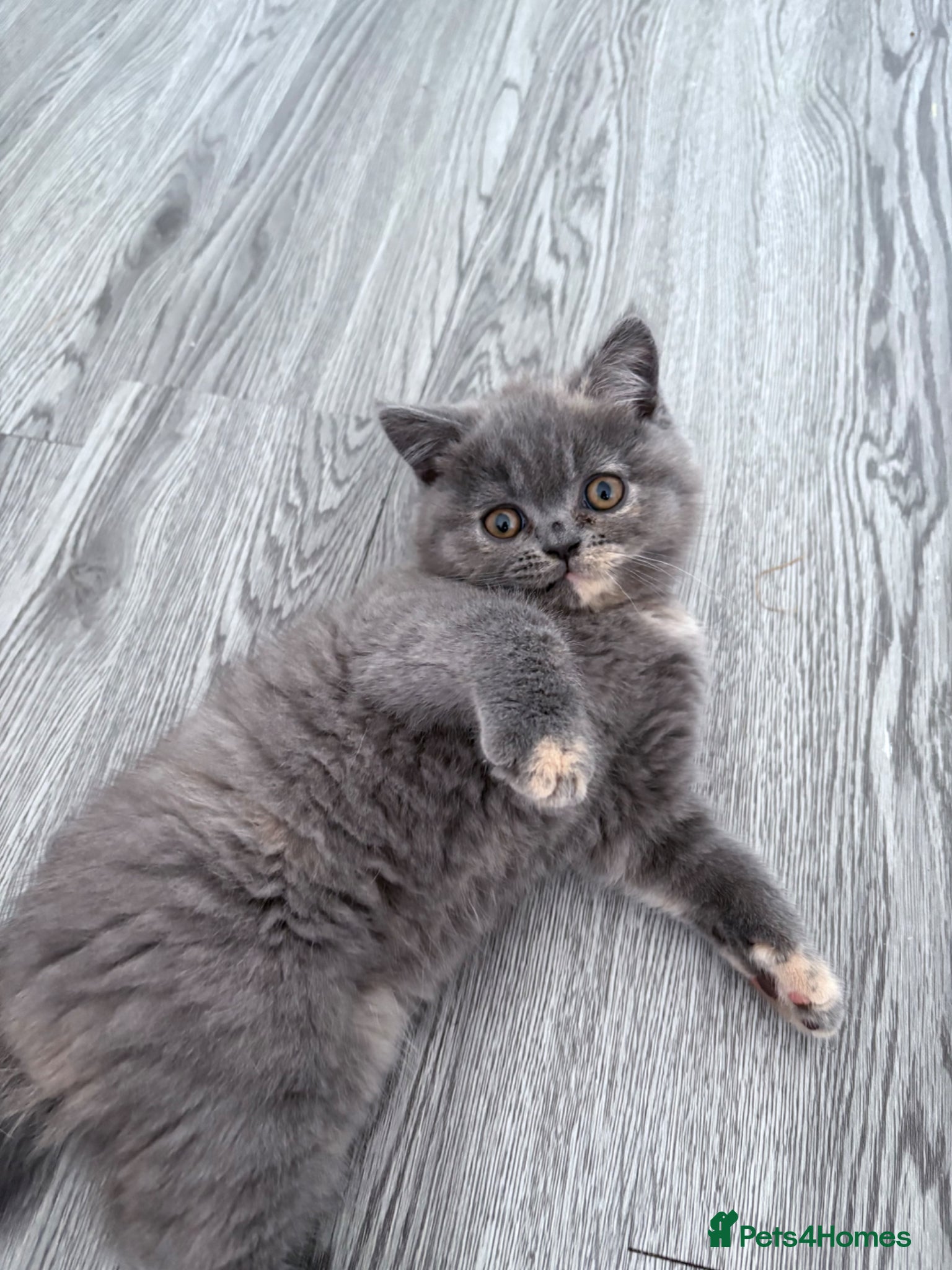 British Shorthair cats 💕1 beautiful girl  left 💕 - Advert 20