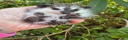 Pygmy Hedgehog rodents for sale: 8 week stunning mixed masked hoglets /ready !!  - Advert 12