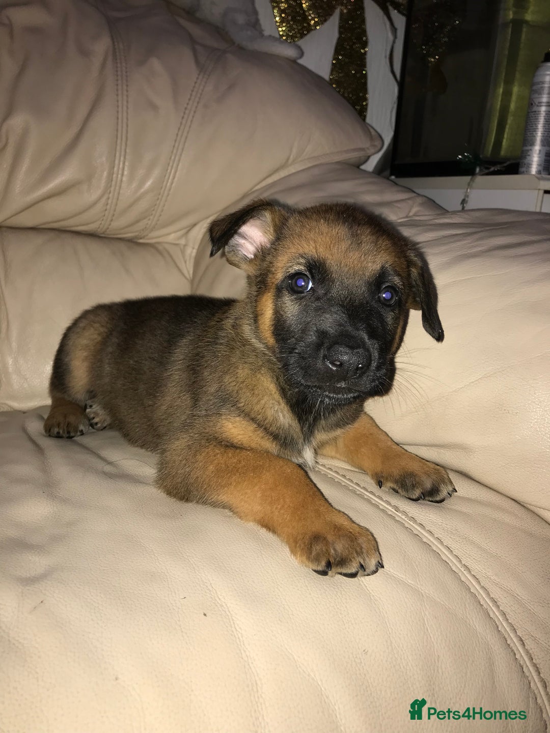 Belgian Shepherd Dog dogs for sale: Belgian Malinois puppy’s  - Image 24