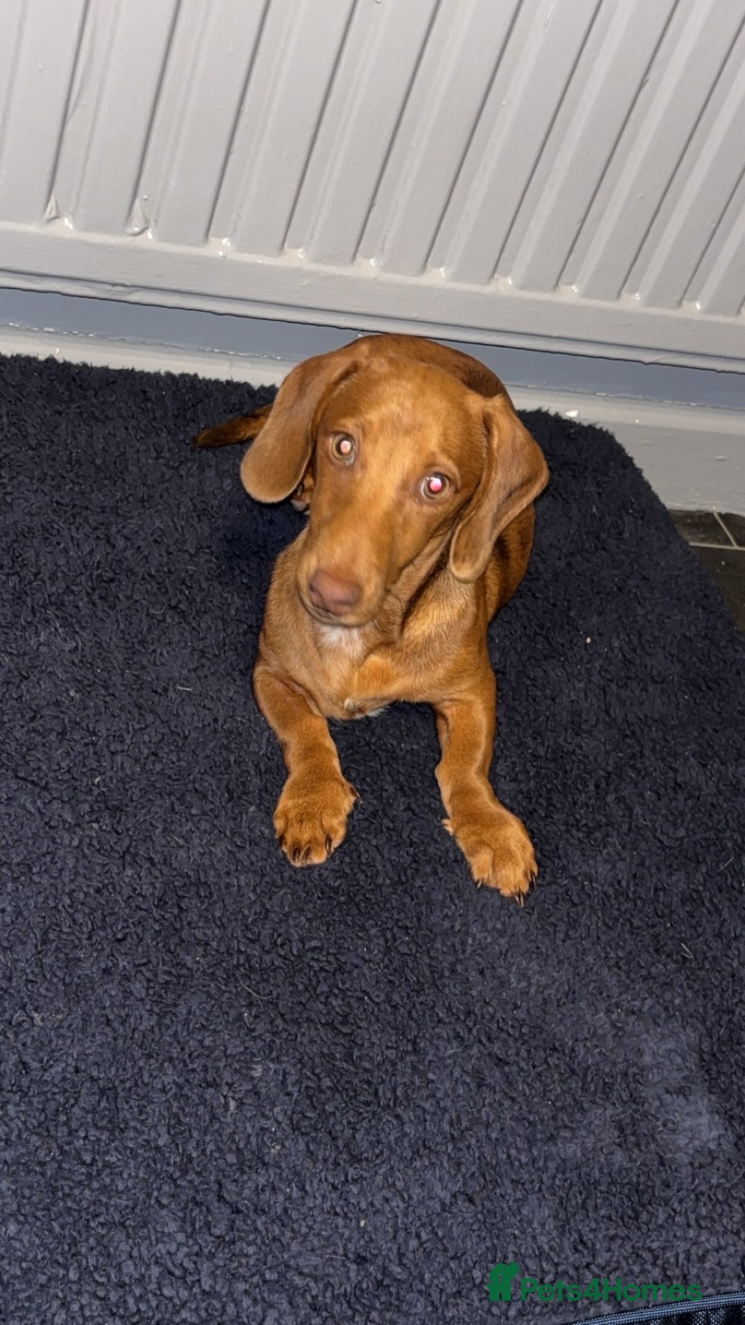 Dachshund dogs for sale: Boy dachshund - Image 3
